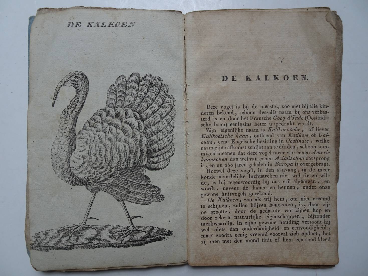 N.n.. - Titelloos. Boekje waarin enkele in- en uitheemse vogels worden beschreven en afgebeeld.